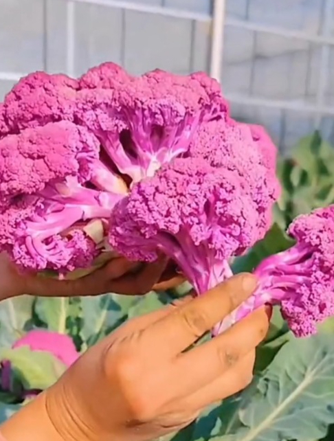花椰菜还有紫色的,路边看见好大几颗,不敢摘回家
