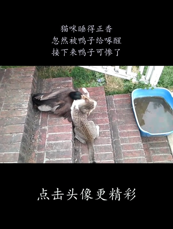 猫咪睡得正香,忽然被鸭子给啄醒,接下来鸭子可惨了