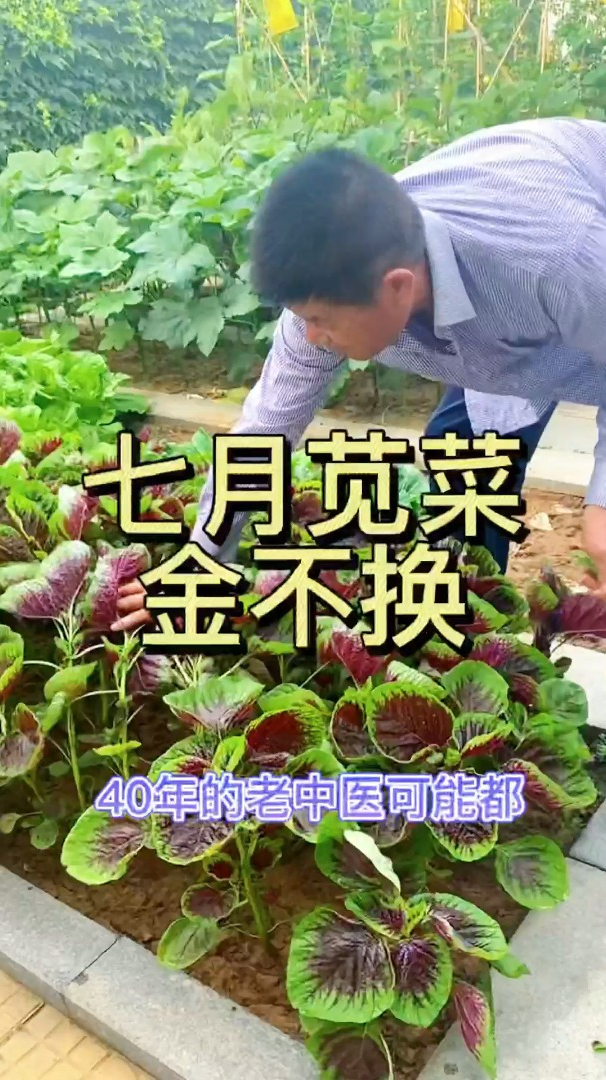 苋菜营养价值高,可以多次采收,种一次吃好长时间,你爱吃吗?