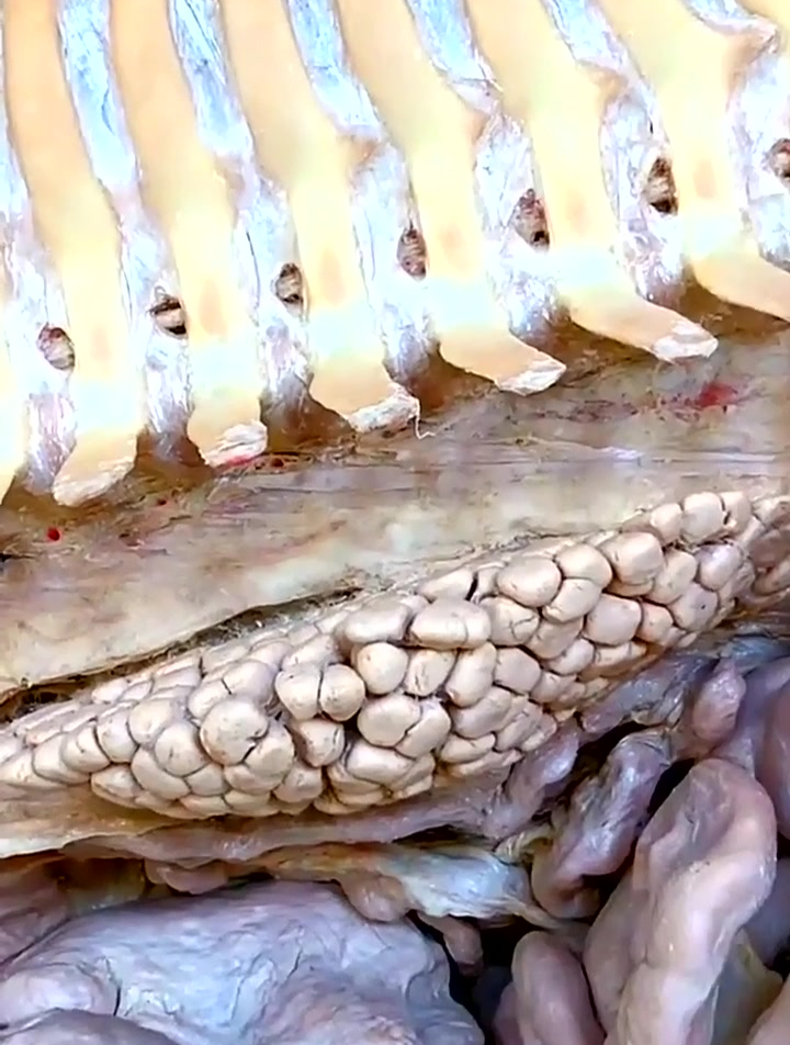 鲸有多个肾,为什么可以喝海水,而人为什么不能喝海水?