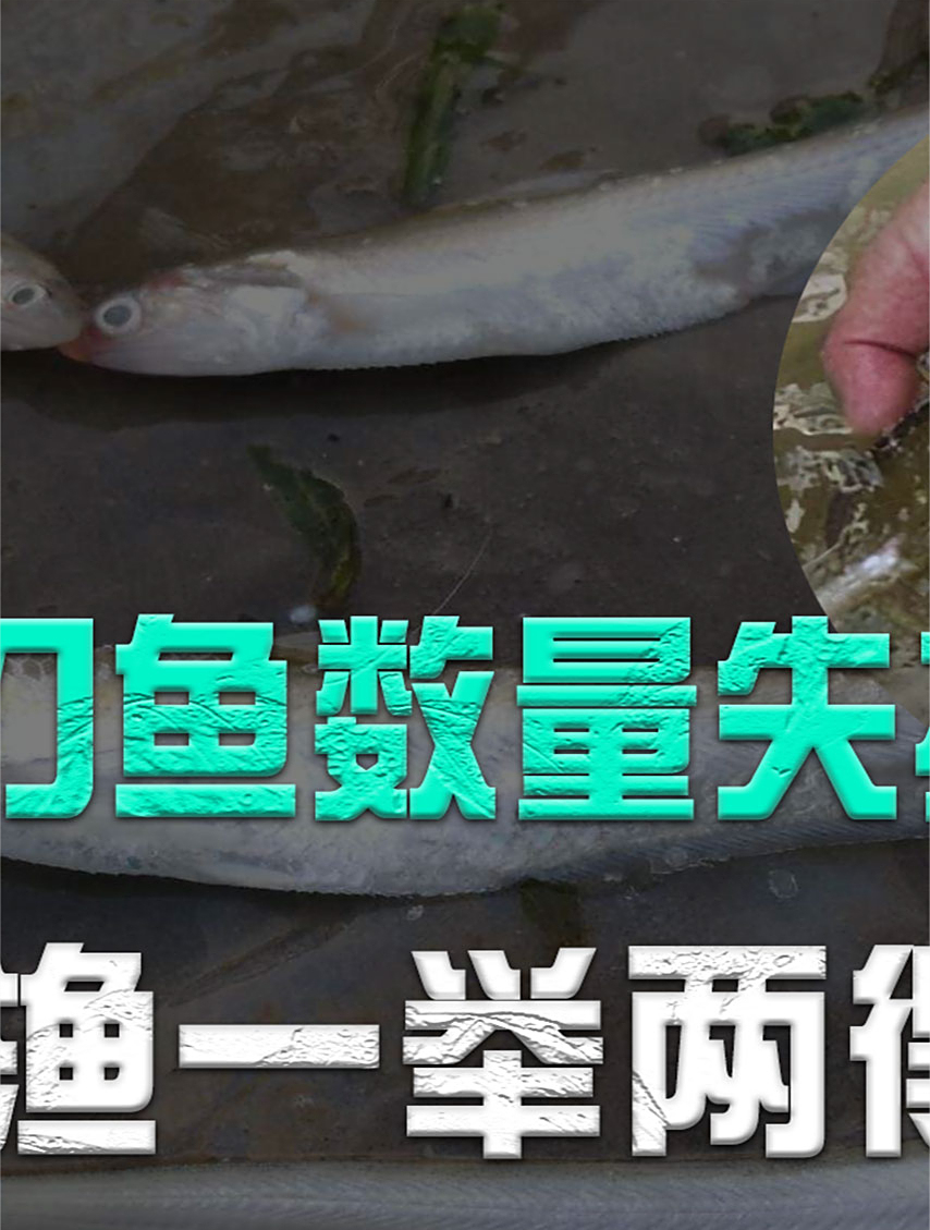 一年捕捞1.5万吨,巢湖毛刀鱼数量“失控”?长江禁渔一举两得?