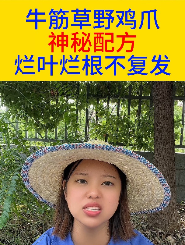 牛筋草野鸡爪,烂根不复发,你知道吗