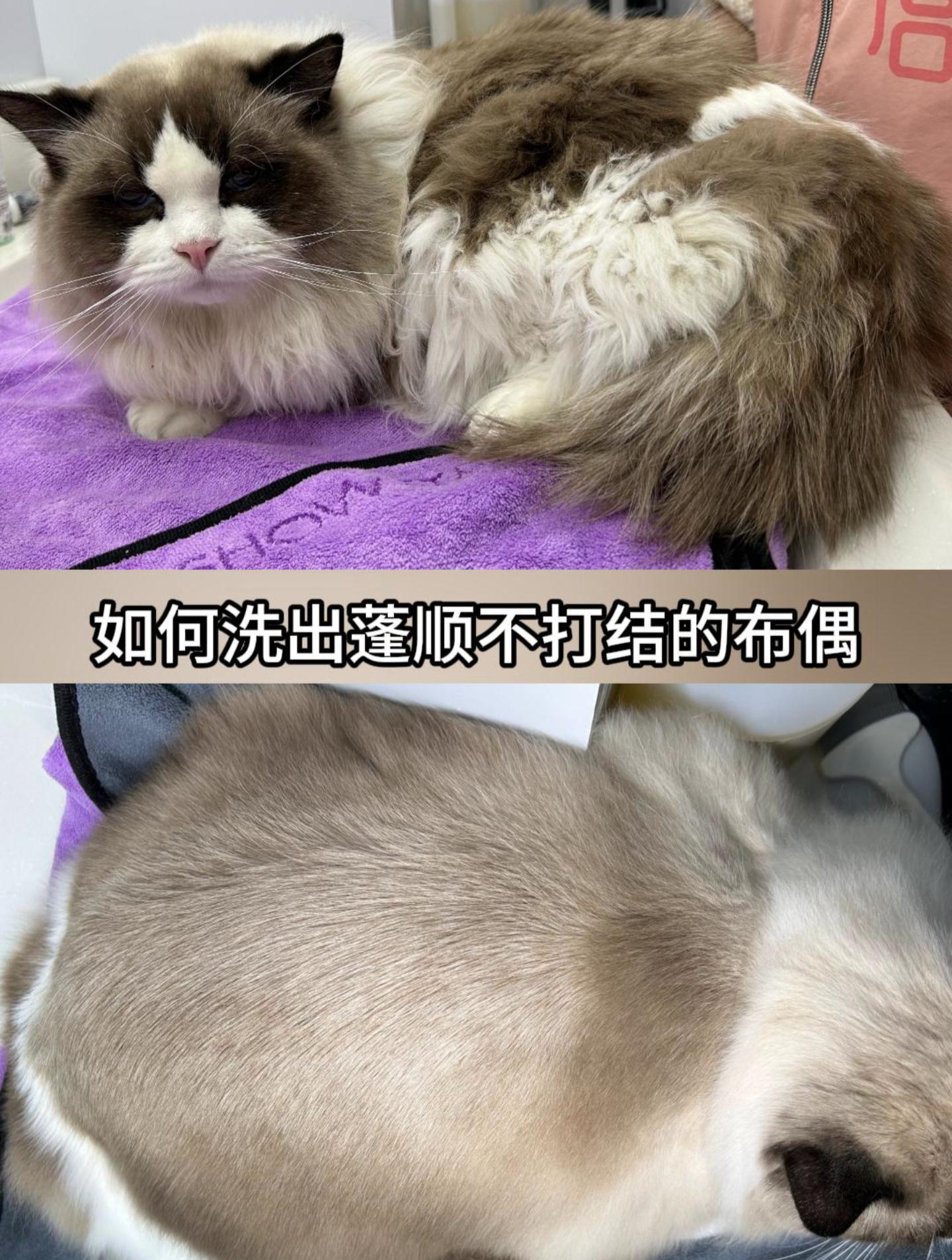 长毛猫毛发干燥打结?试试秀它精致洗护——滋养强韧、持久蓬顺~