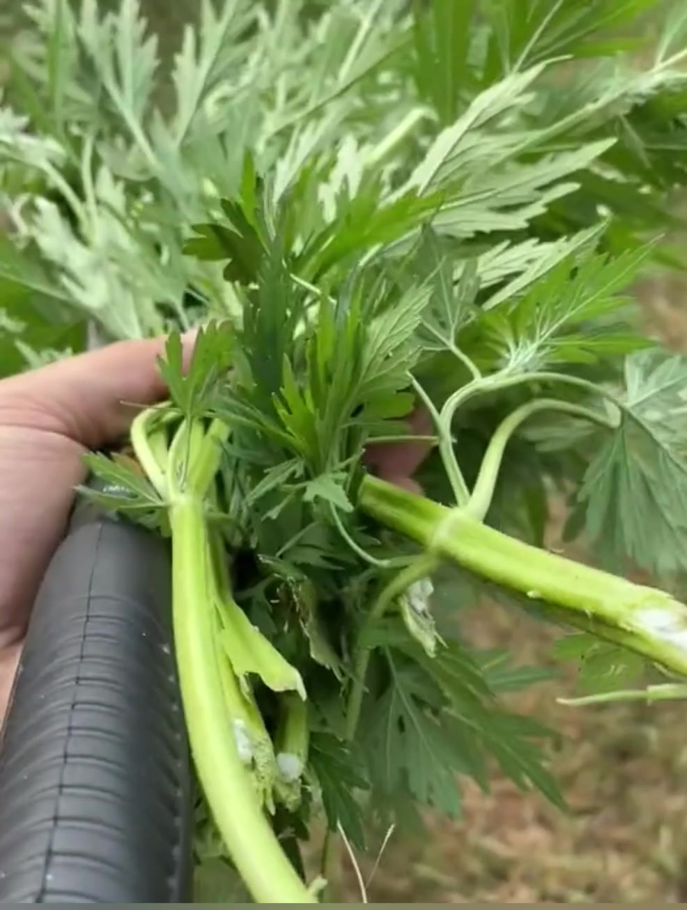 农村常见的益母草人称“女人草”,原来功效这么多,懂的人不多!