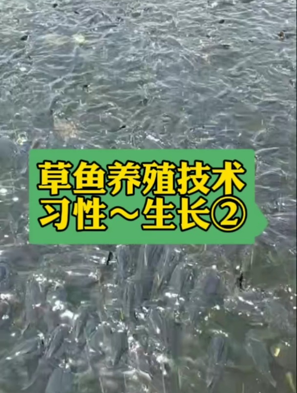 草鱼的生长速度到底有多快?哪个阶段长得最快?养殖知识