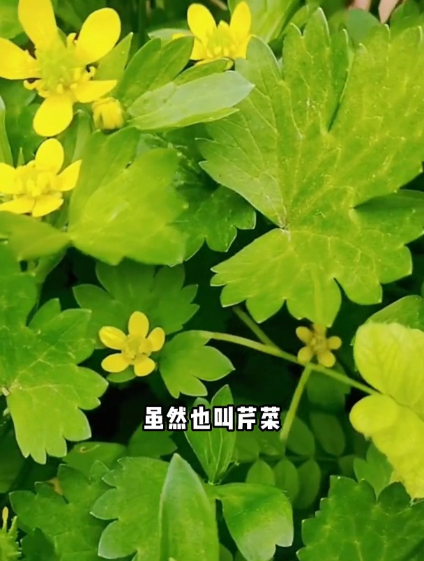 水芹菜和野芹菜一定要区分清,千万不要吃错了哦