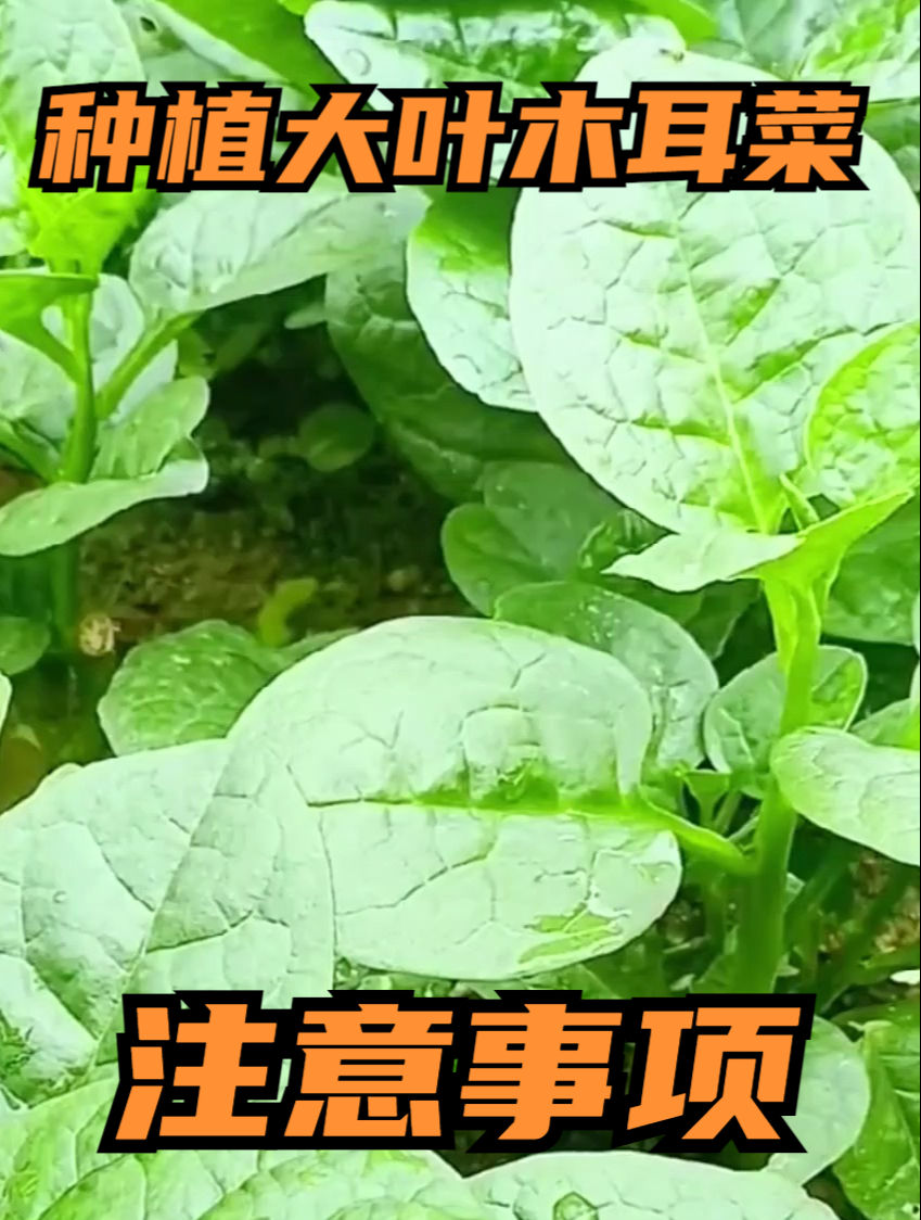种植大叶木耳菜时,要注意这几点!不然种再多都是白费功夫~