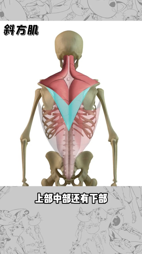1分钟掌握背部画法,都可以学
