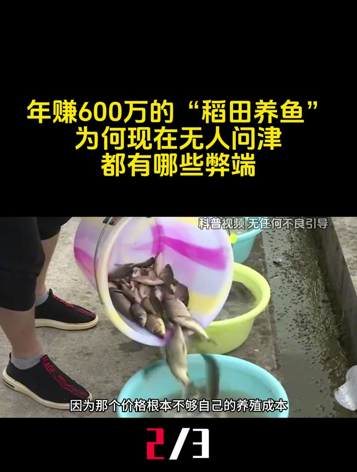 年赚600万的稻田养鱼,为何现在没人养了?