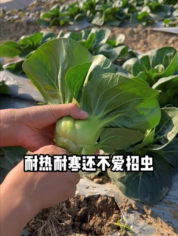青菜品种大上市!如何选择优良种子呢?