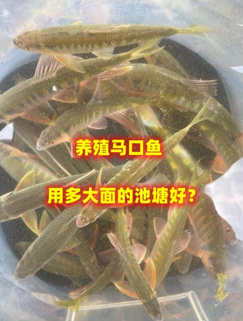 用池塘养殖马口鱼多大面积好?