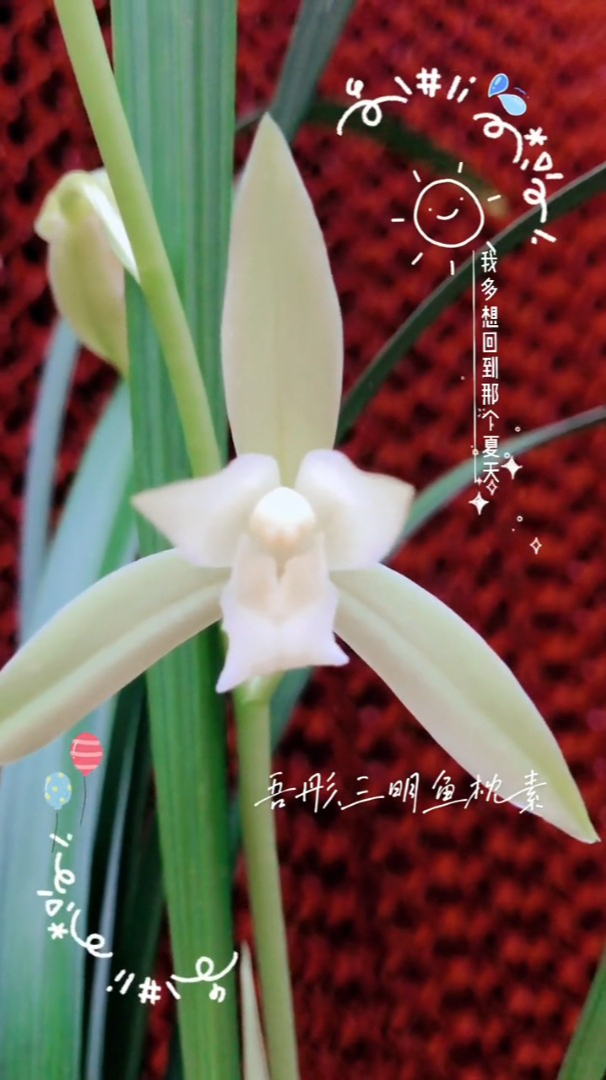 浓香素花,三明鱼枕素