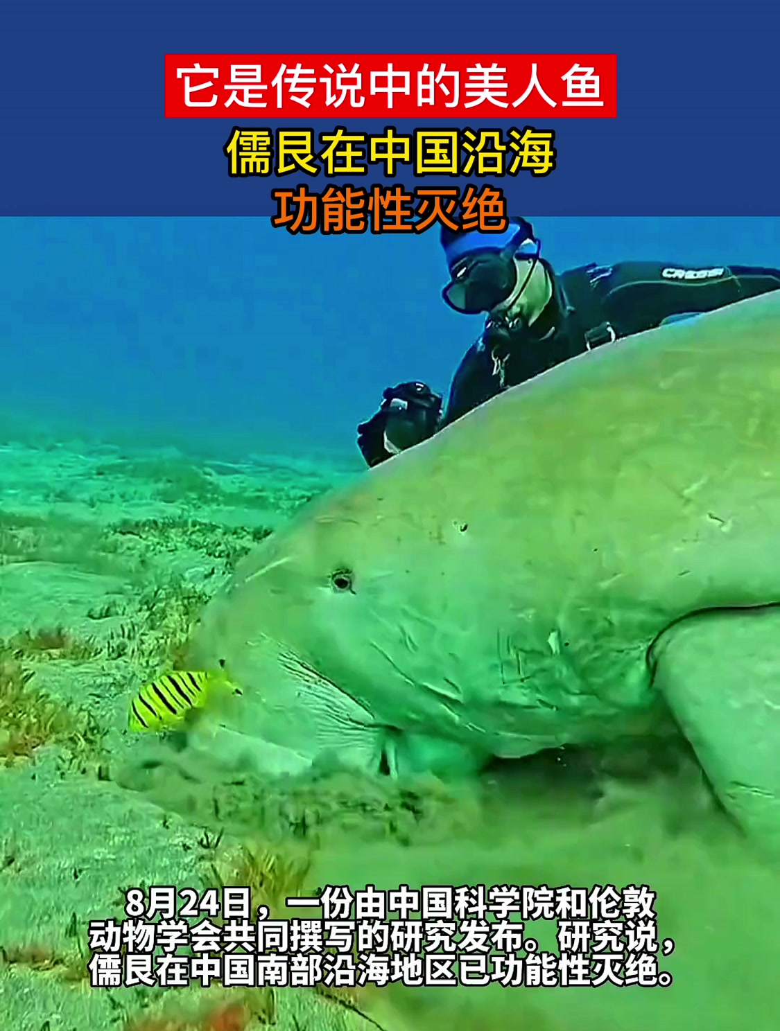 它是传说中的美人鱼!儒艮被宣布在中国沿海功能性灭绝!