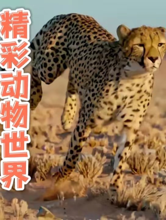 世界上最大的淡水鱼,鱼鳞比盔甲还硬,切开后长啥样?