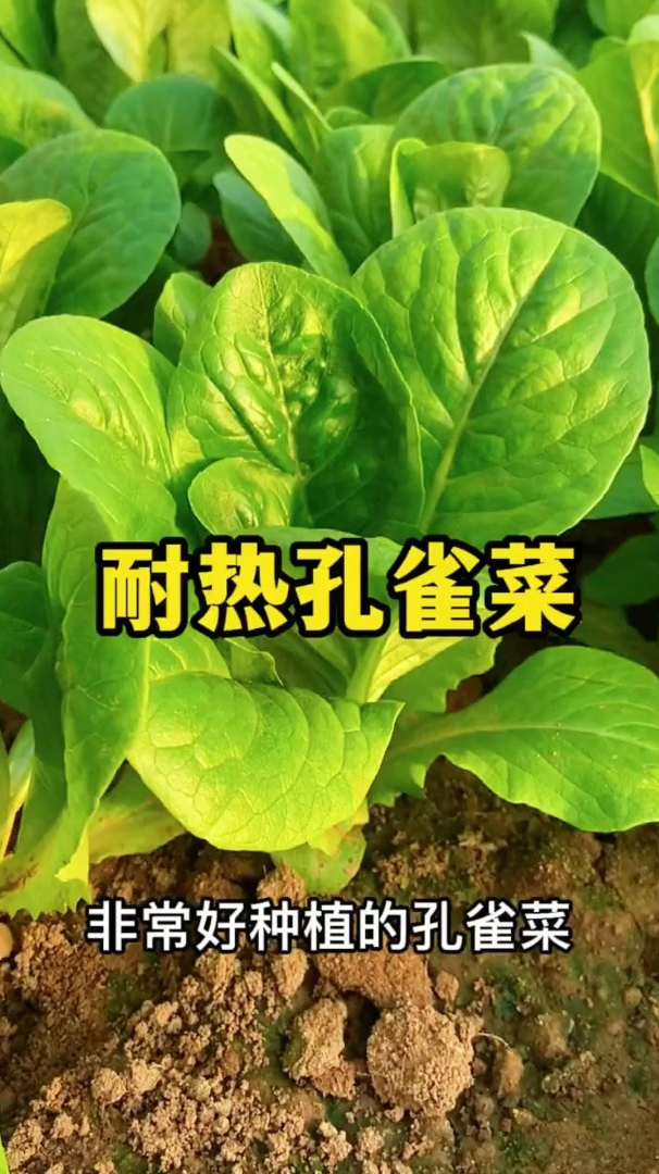 孔雀菜它比杂草都好种,重要的是吃了这个蔬菜,别的都不想种了!