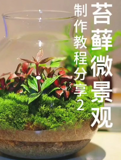 苔藓微景观?用苔藓和椒草植物来制作的微景观,制作教程分享~