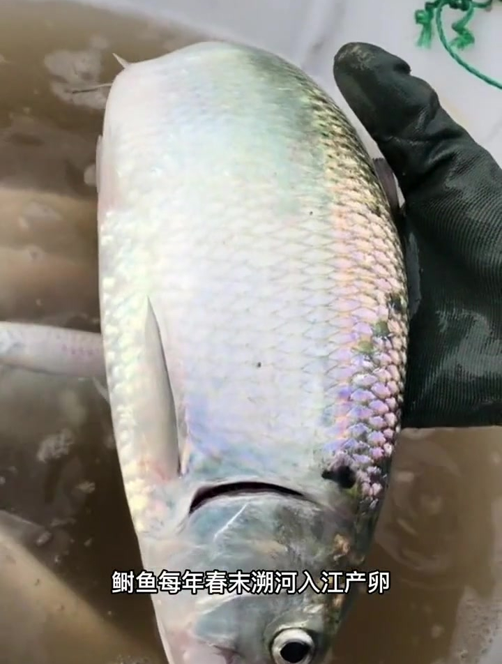 哪有什么天价鲥鱼,都人工养殖啦