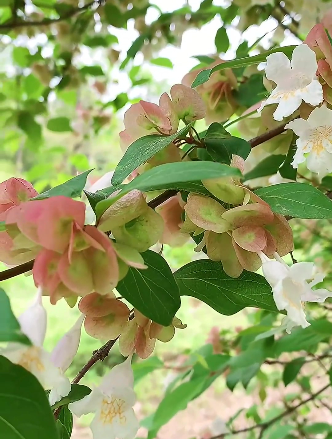 云南双盾木,别名鸡骨柴、垂枝双盾木,忍冬科双盾木属落叶灌