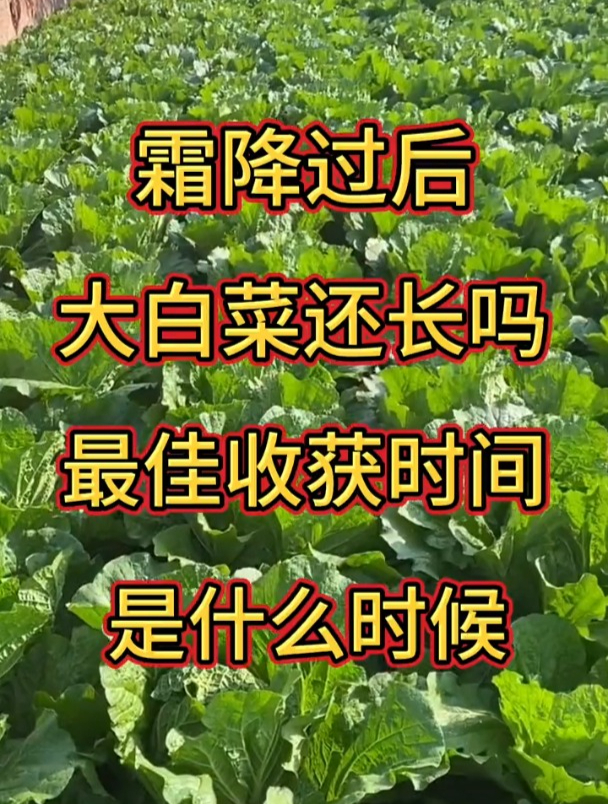霜降过后,大白菜还能长,如何收获和储存?