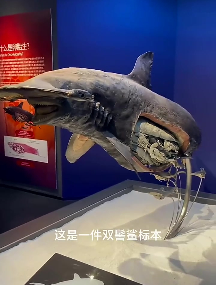 海洋生物标本科普:小鲨鱼幼仔