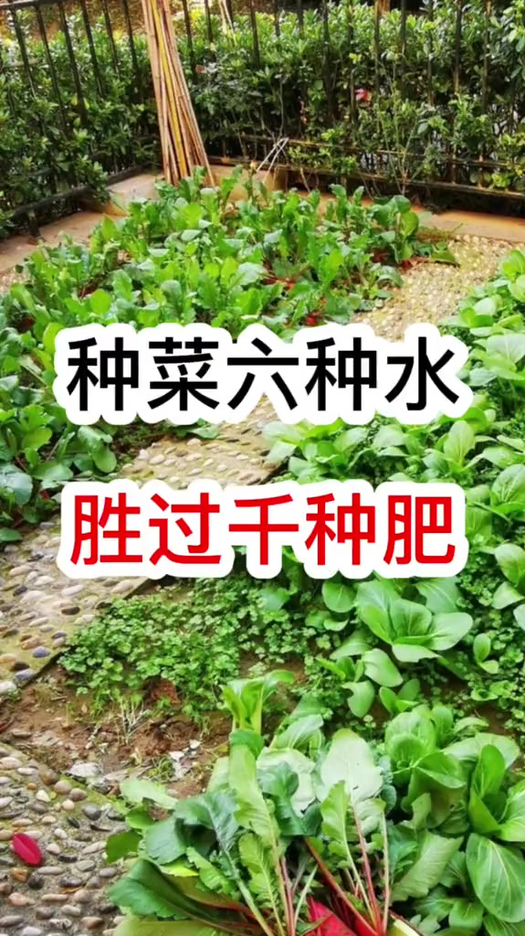 蔬菜种植技术农业种植