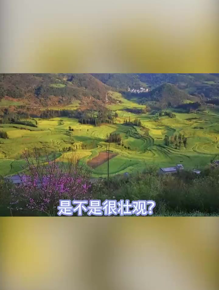 优雅迷人,却是最接地气的花,油菜花