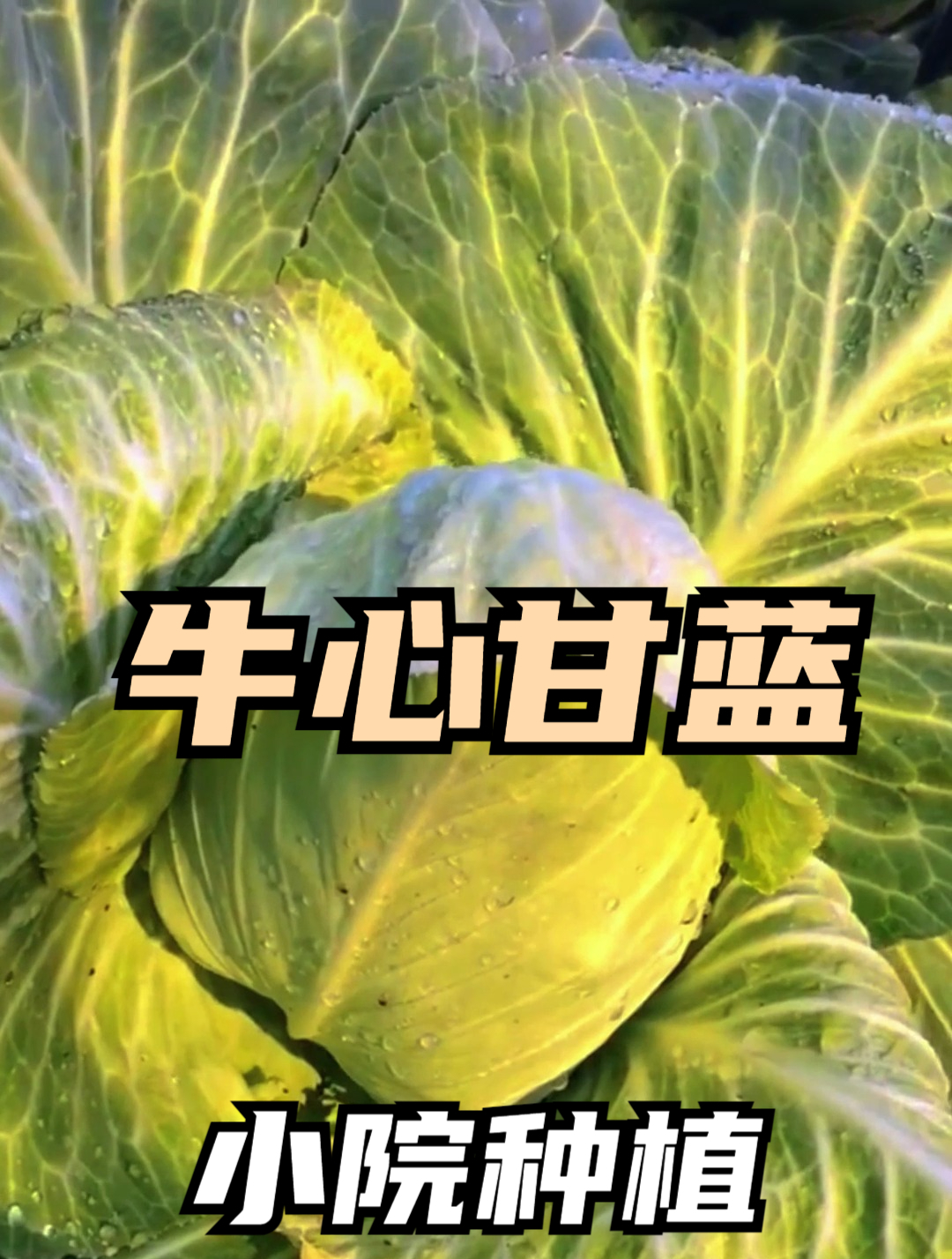老人的“长寿菜”牛心甘蓝,营养堪比人参,不仅好吃还好种!