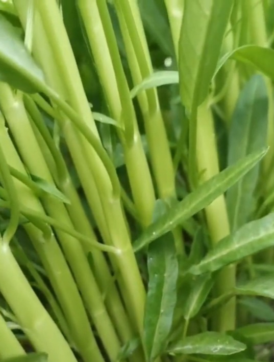 滑润脆嫩,梗纯白的“白梗空心菜”,种一棵一年四季吃不腻!
