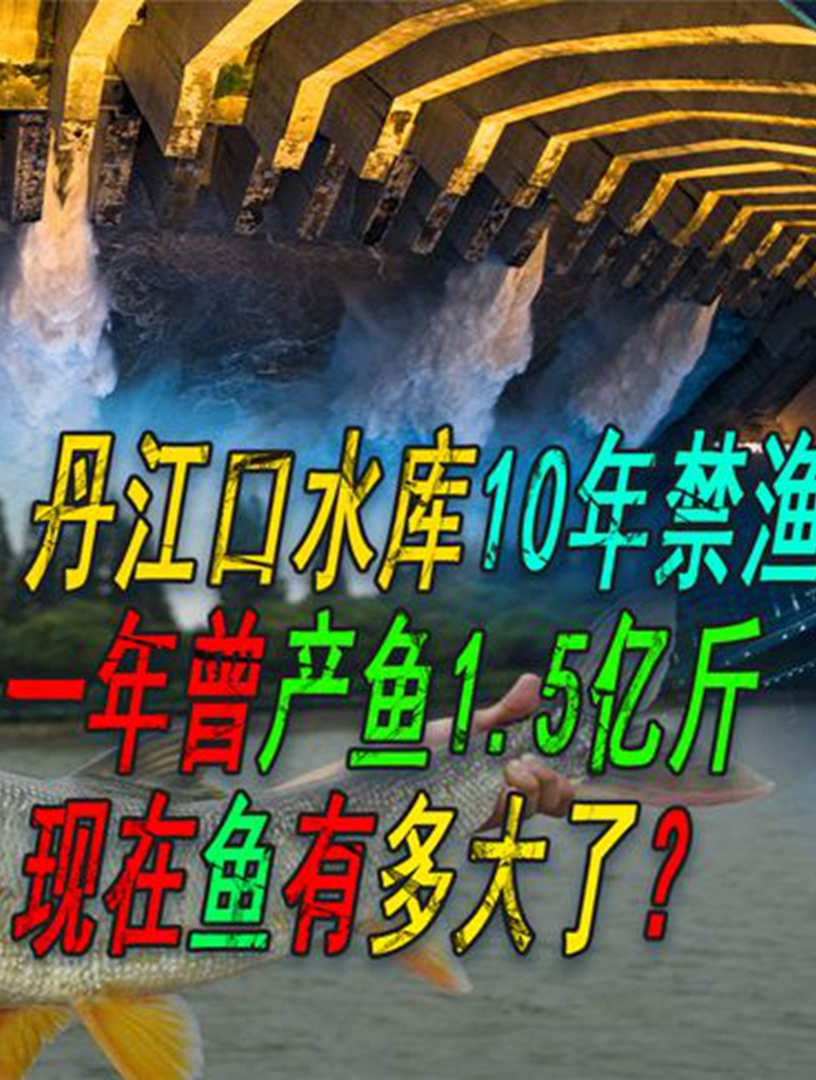 丹江口水库10年禁渔,一年出鱼1.5亿斤,现在鱼有多大了?