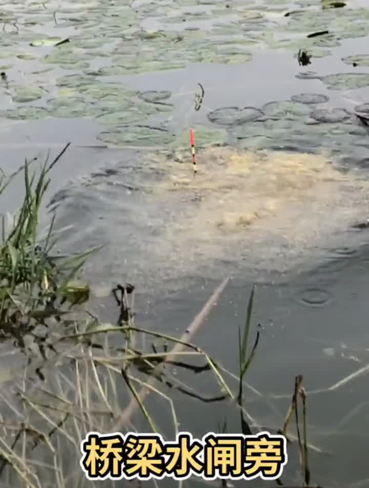 冬钓鲫鱼教你如何爆护!