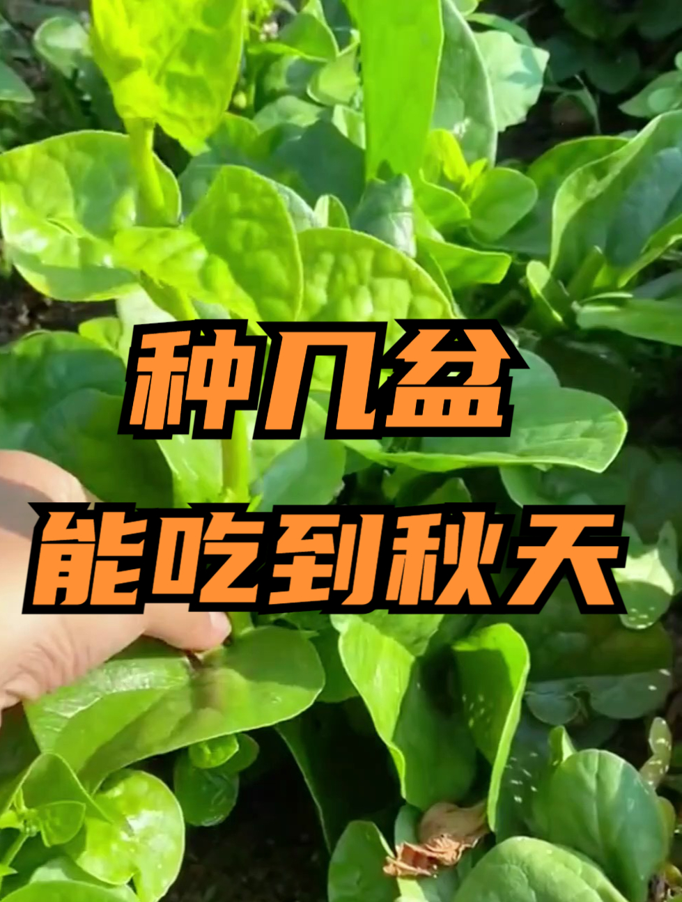 夏天能种啥菜?种点木耳菜吧,种几盆能吃到秋天,大爷直呼厉害!