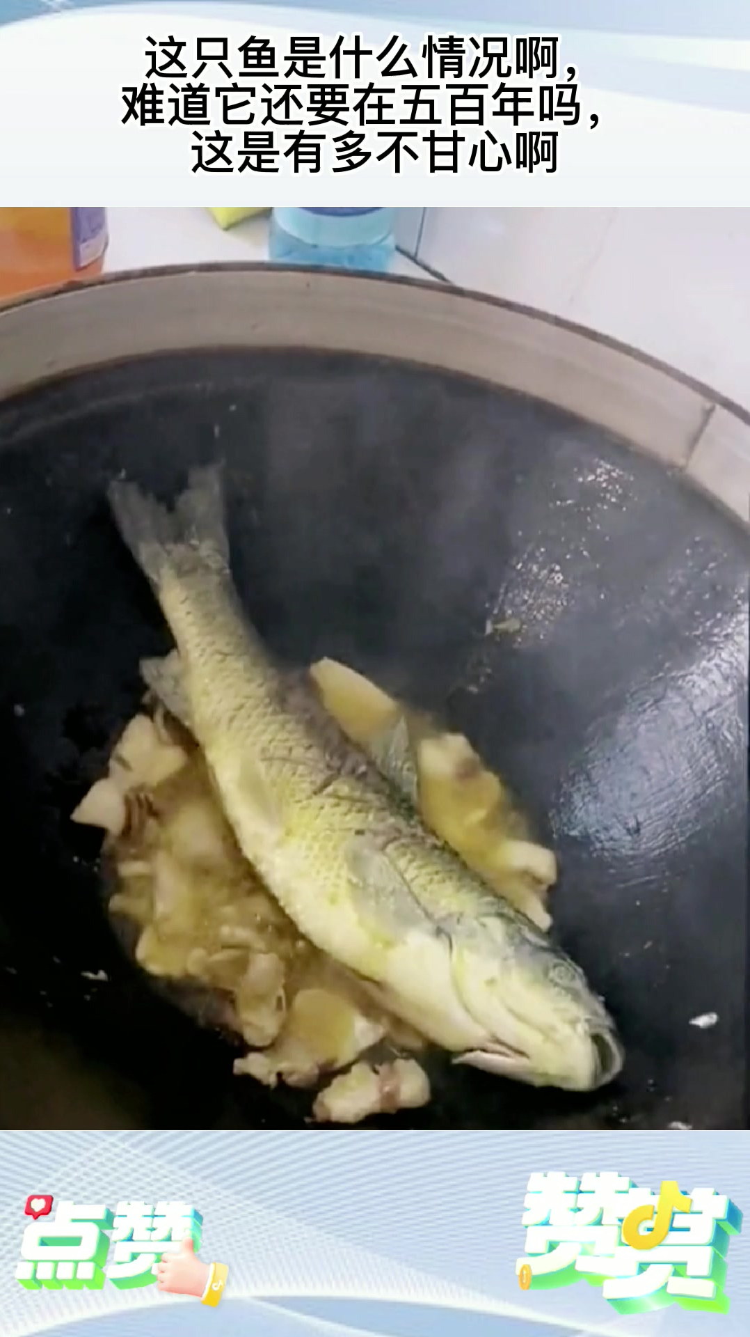这只鱼是什么情况啊,难道它还要在五百年吗,这是有多不甘心啊