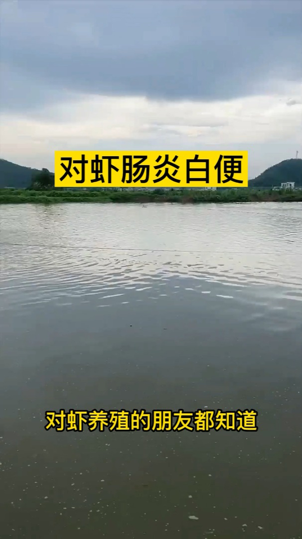 对虾肠炎白便怎么办?水产养殖分享