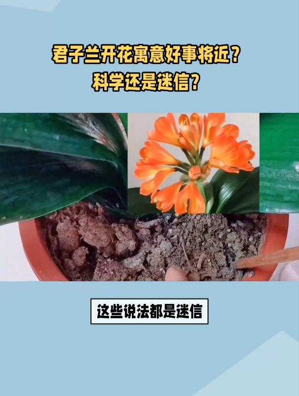 君子兰开花的迷信说法