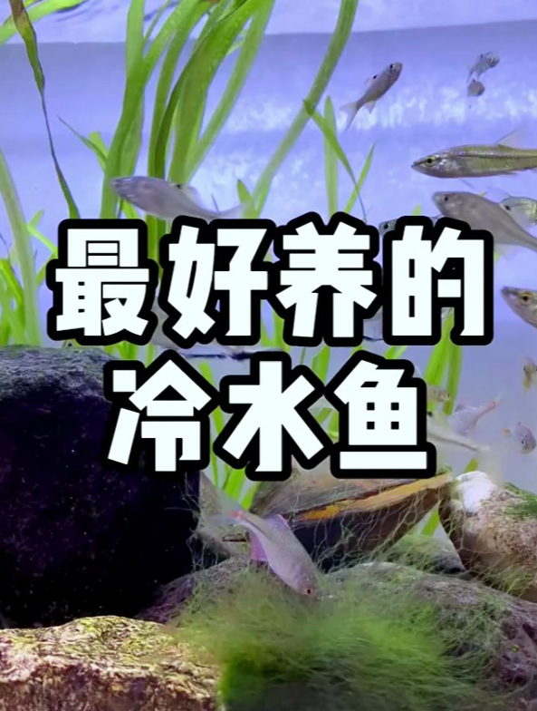最好养的冷水鱼是哪个你知道吗?你绝对想不到是它!