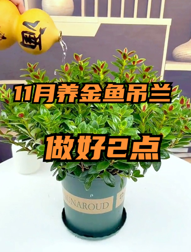 11月养护金鱼吊兰,掌握浇水时机和摆放位置,能释放2大作用!