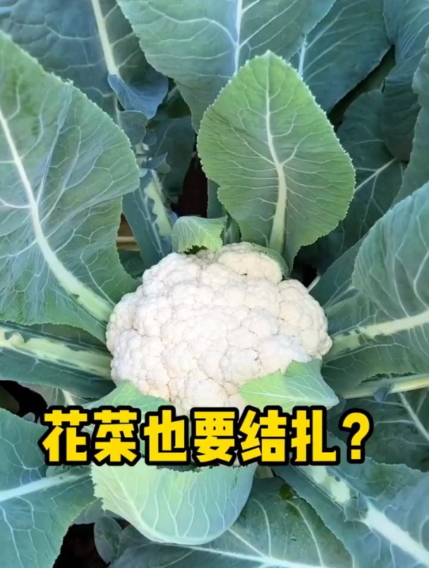 花大如盘的花菜有啥“注意事项”,让你看完就会,轻松实现高产!