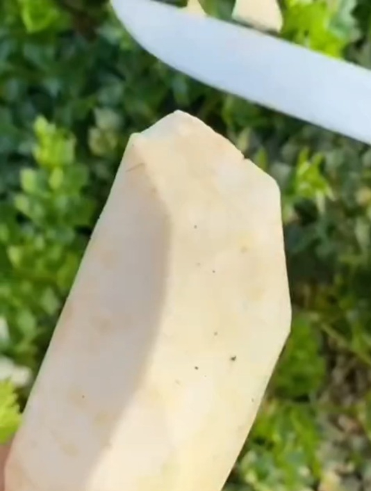 能吃根的芹菜你见过吗?它就是“地中海根芹”,叶子掰完继续长!