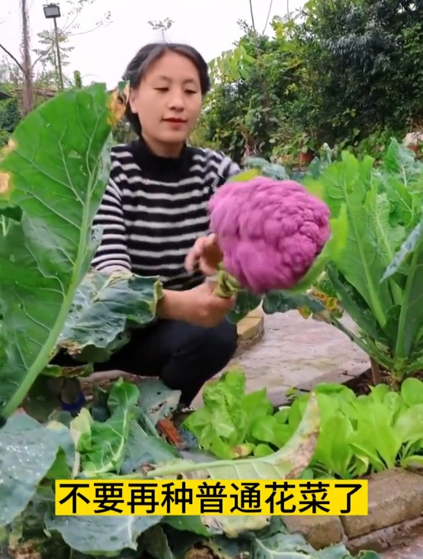 阳台栽盆“紫花菜”,能吃也能当花看,四季种植,营养价值高!