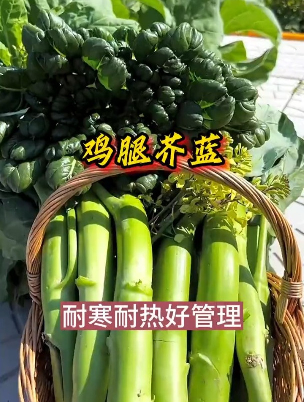 农村一种“鸡腿菜”,浑身都是宝,根茎和叶子都可以食用