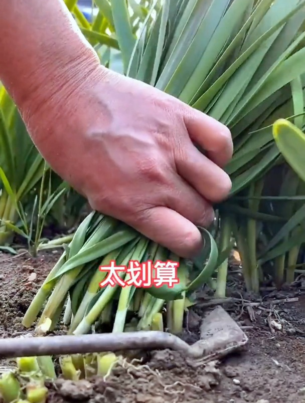 老农栽培韭菜根,管理与施肥很关键,做好这2步,想不丰收都难!