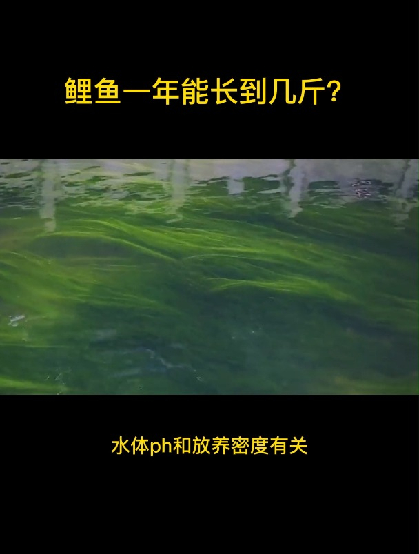 鲤鱼一年能长多少斤