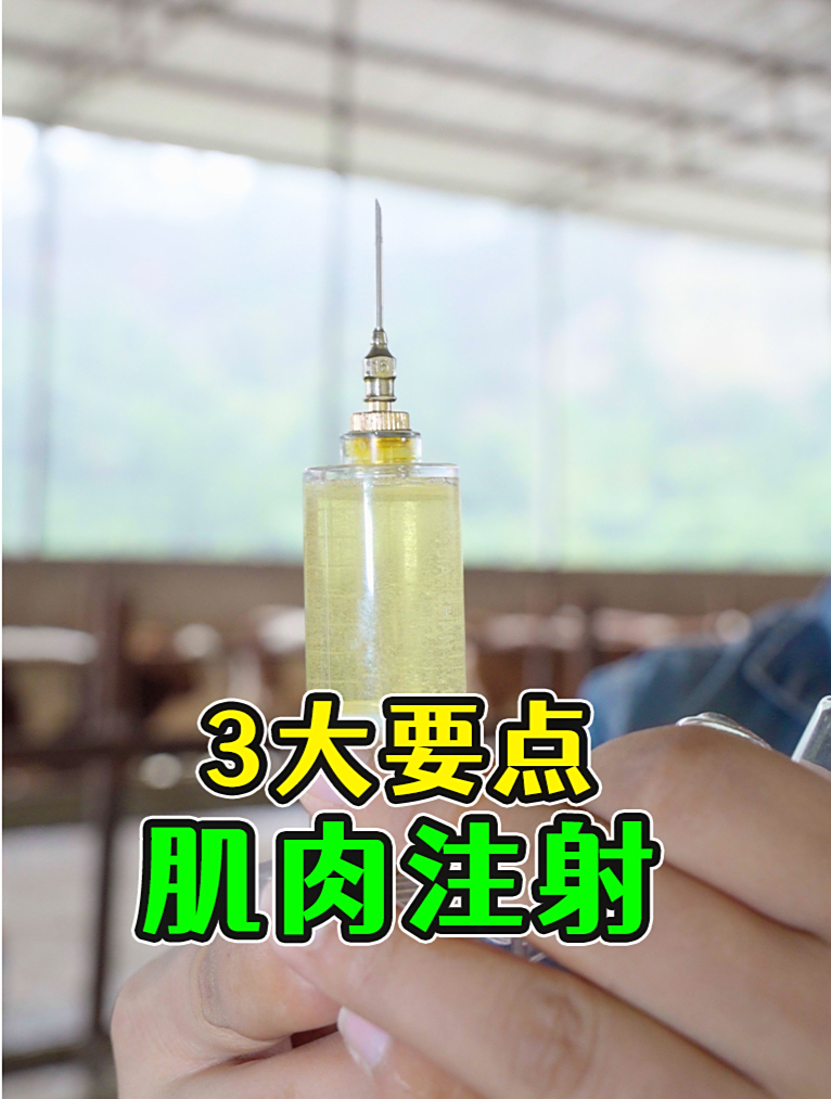 养牛人都应该掌握的肌肉注射3大要点！自己在家就能给牛扎针