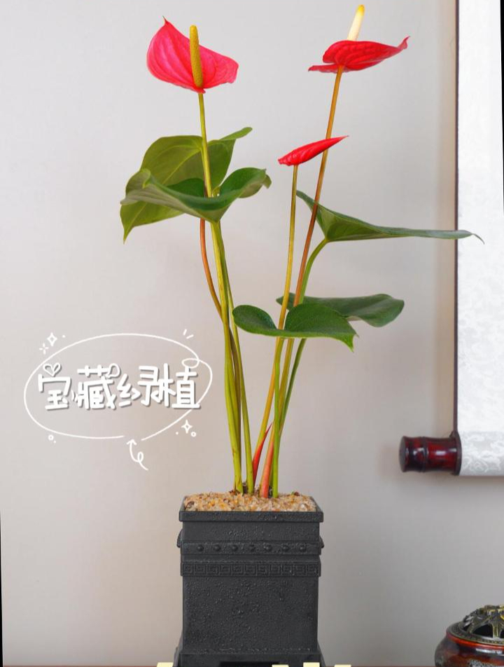 红掌又名花烛,安祖花,红鹅掌,其花非常独特,有佛焰花序华丽