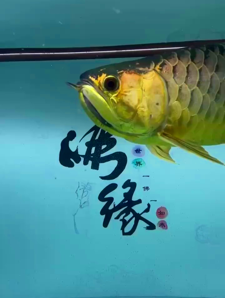 鲨鱼嘴炮弹头龙鱼