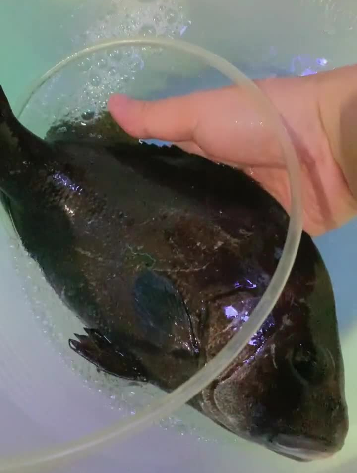黑瓜子鱼PK鲨鱼(下)猛鱼养鱼日记鲨鱼瓜子鱼手