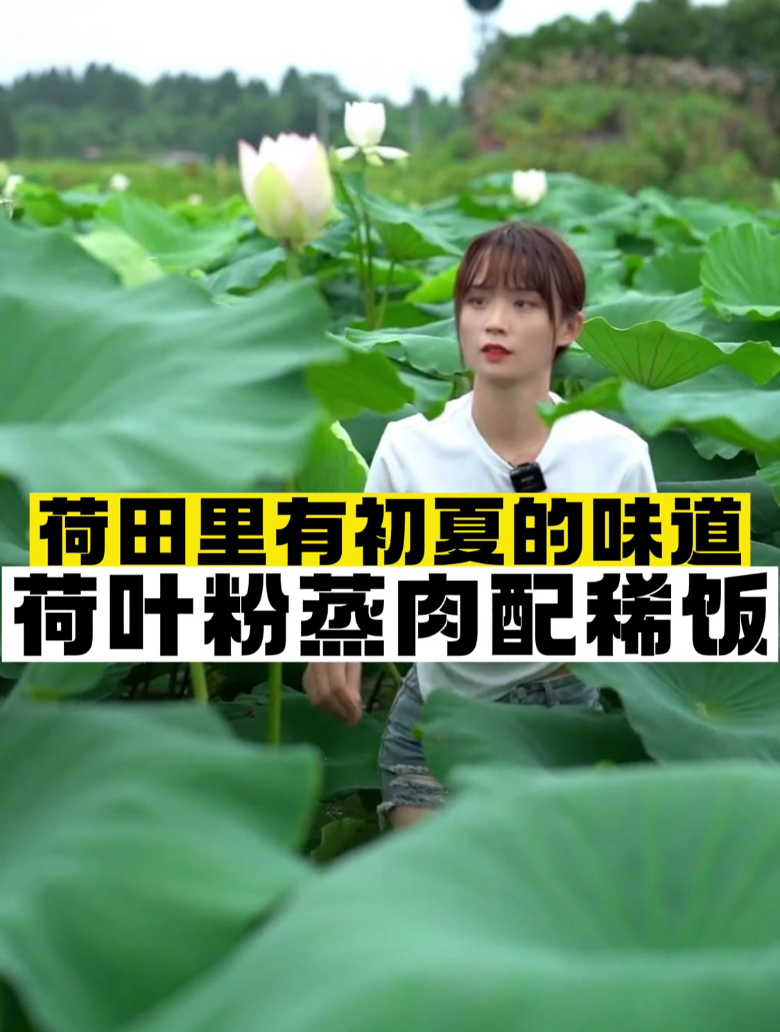 荷田里有初夏的味道 荷叶粉蒸肉配稀饭唤起很多人的回忆吧