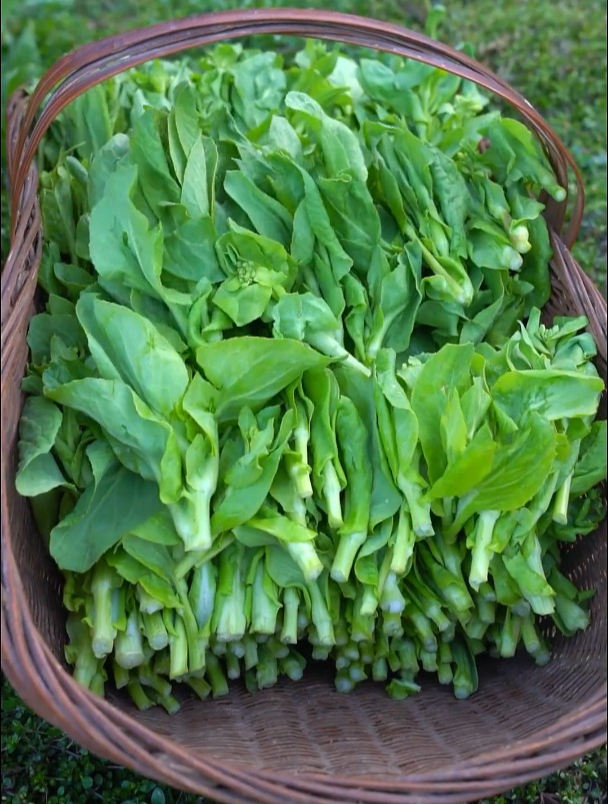 菜苔多到吃不完,晒了一筐干菜苔,这样吃不错!