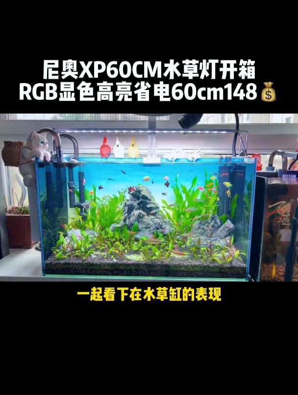 水草灯竟然这么重要?看完你就知道区别了!