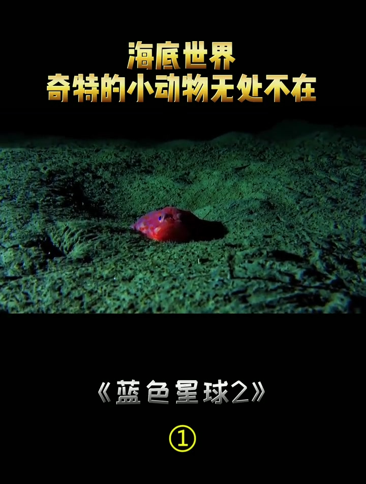 烙饼章鱼好可爱啊!烙饼章鱼